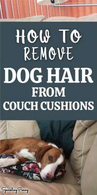 How To Remove Dog Hair From Couch Cushions