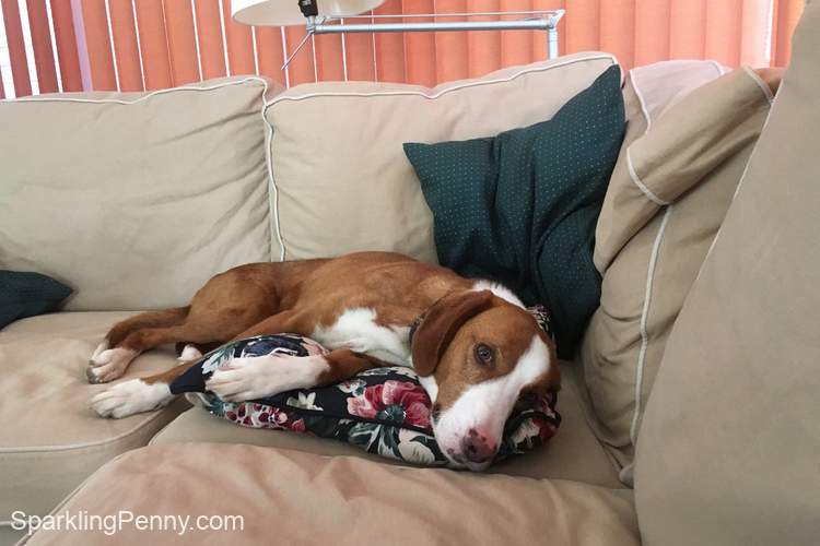 how to remove dog hair from couch cushions