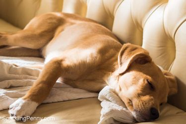 how to remove dog smell from leather couch