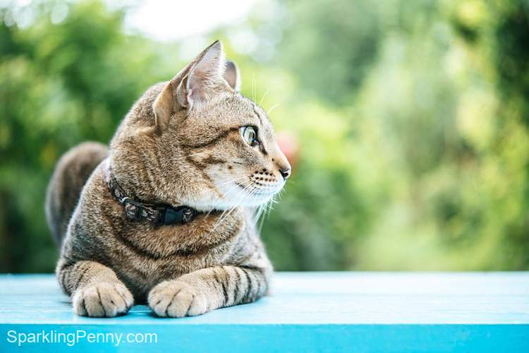 how to stop cats pooping on artificial grass