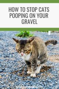 How To Stop Cats Pooping On Gravel