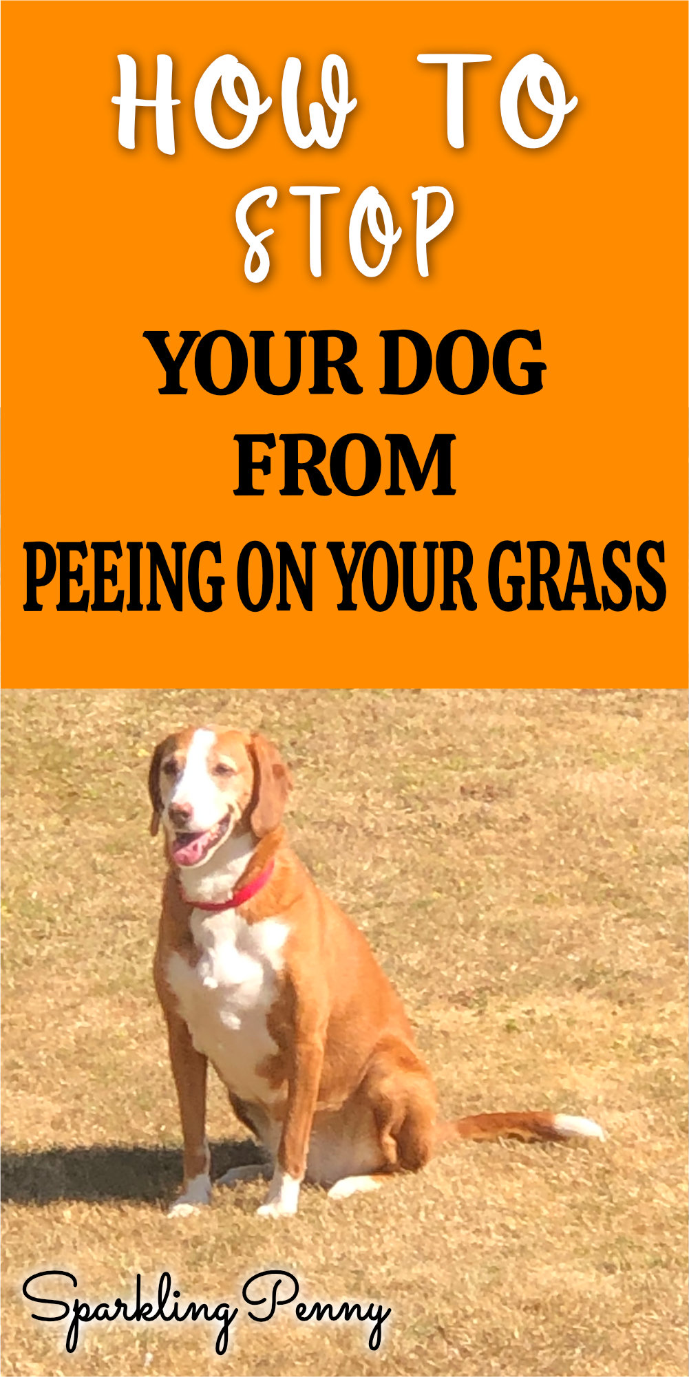 How To Stop Your Dog Peeing On Your Grass SparklingPenny