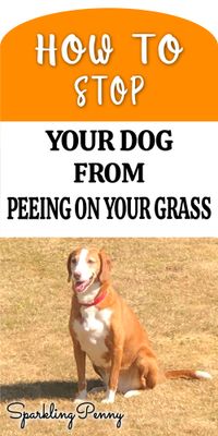How To Stop Your Dog Peeing On Your Grass