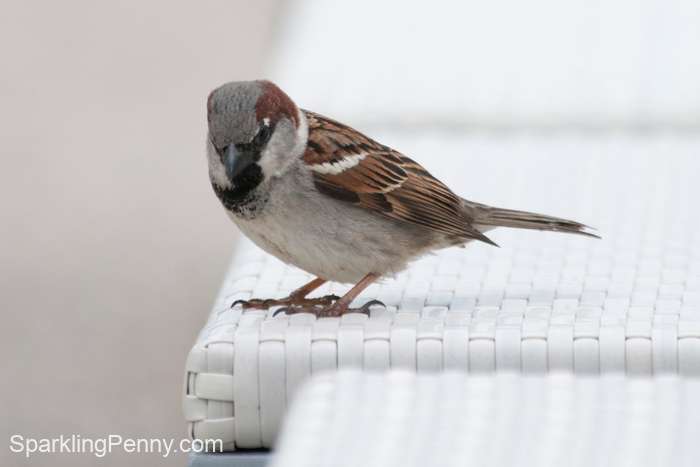 bird on a patio seat