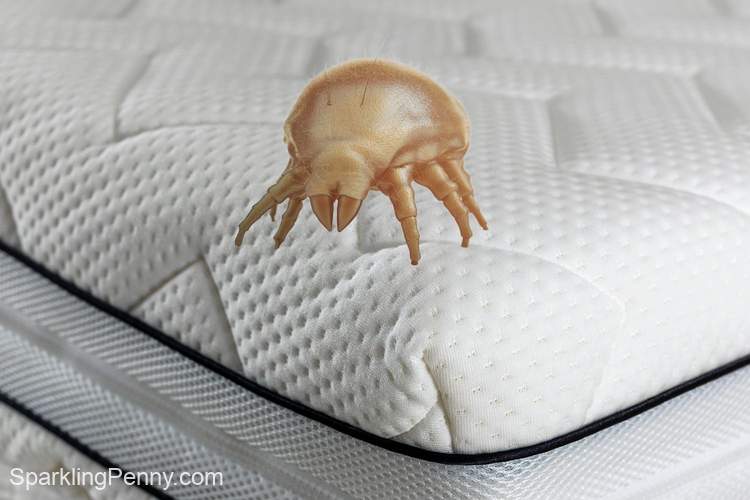 tips for getting rid of dust mites in your mattress