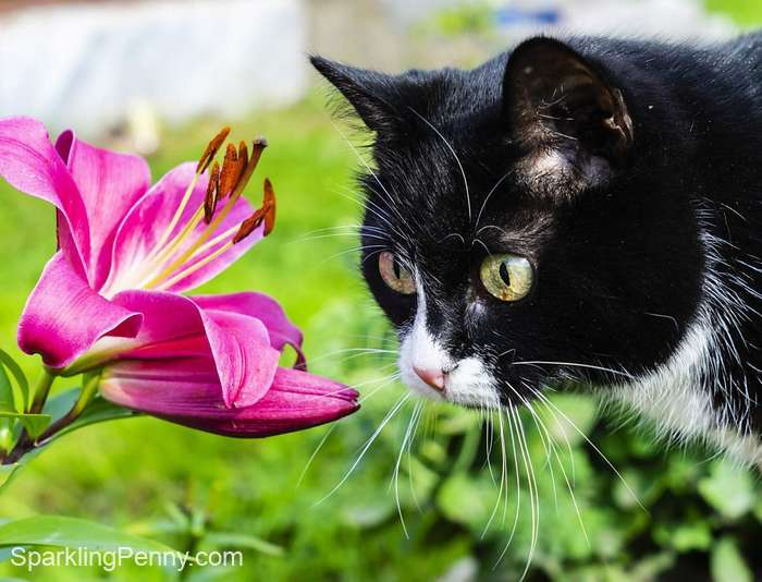cat smelling a flower