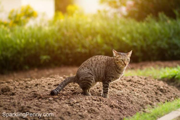 what smells deter cats from pooping