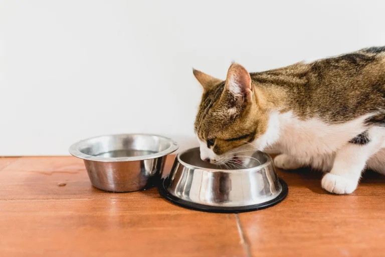 cat drinking