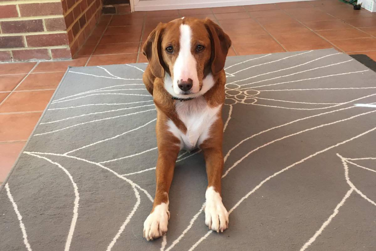 How To Effectively Get Pet Hair Out Of Your Carpet: No Vacuum Required!