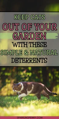 You may may love your own cat, but perhaps not the neighbours! Here’s how to keep cats out of your garden in natural ways.