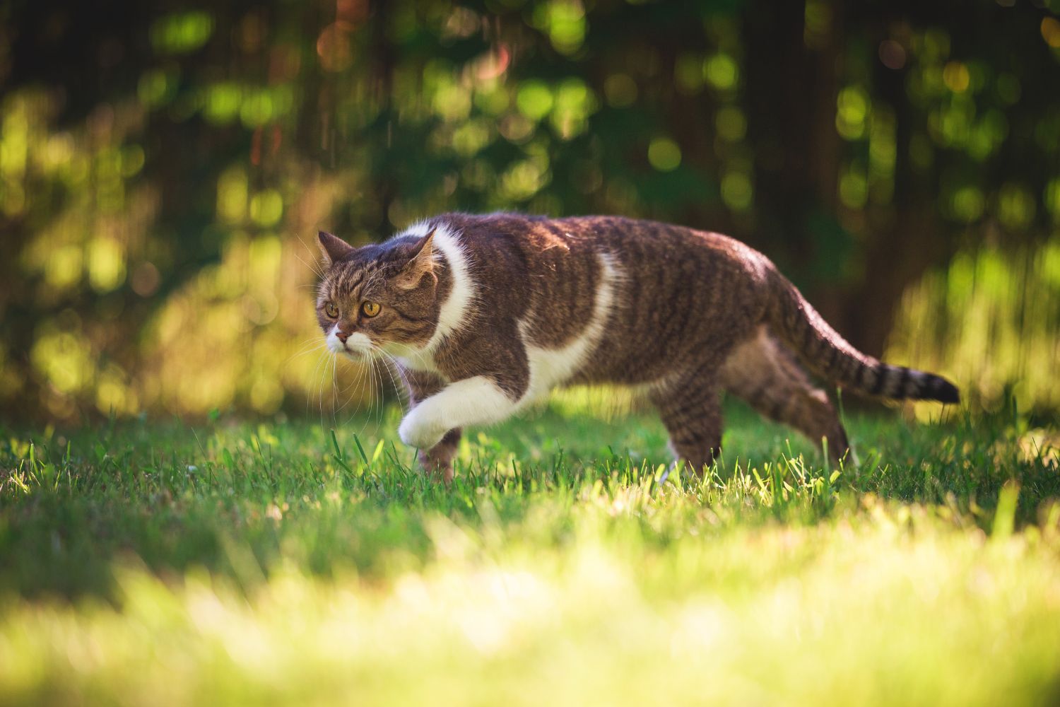 I’m Fed Up With Cats Pooping In My Garden – This Is What Kept Them Away!