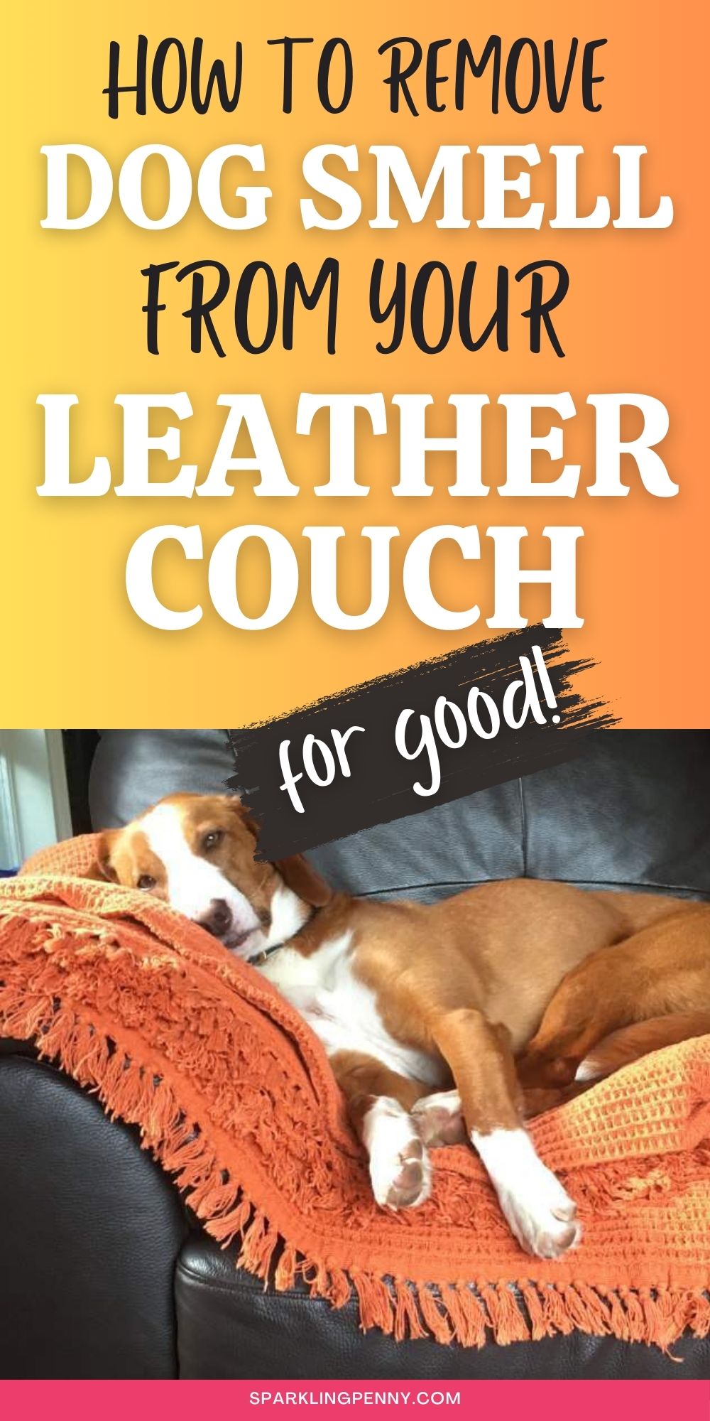How To Get Dog Smell Out Of Your Leather Couch Sparkling Penny